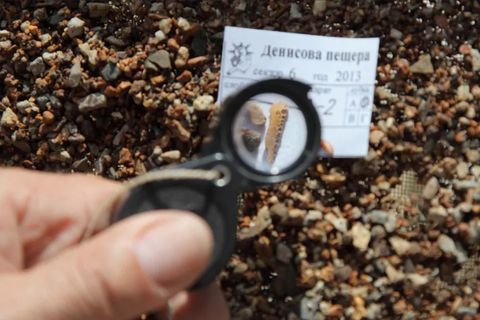 Klein, aber bedeutungsvoll: Knochenreste des Denisova-Menschen