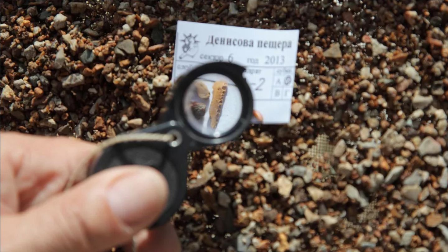 Klein, aber bedeutungsvoll: Knochenreste des Denisova-Menschen