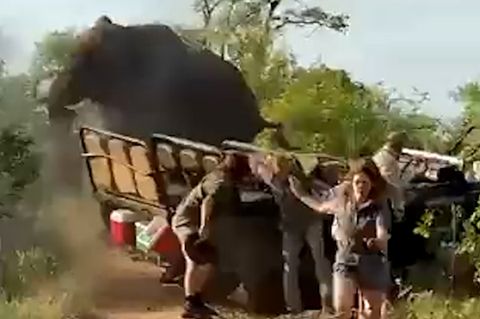 Gefährliche Situation: Wütende Elefanten-Herde greift Menschen bei Jeep-Safari an.