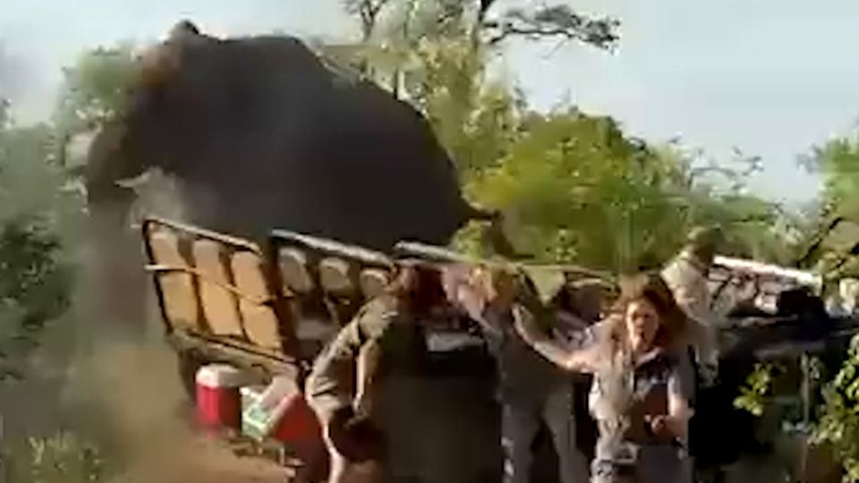 Gefährliche Situation: Wütende Elefanten-Herde greift Menschen bei Jeep-Safari an.