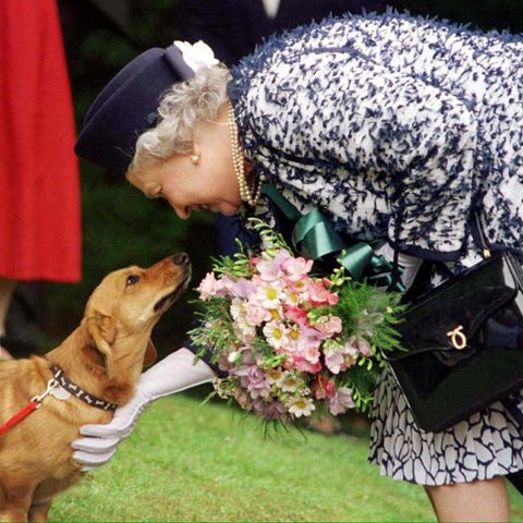 Die britische Königin Elizabeth II. streichelt einen ihrer Corgi-Hunde