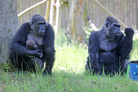 Gorillas Überpopulation