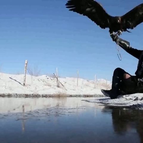 Video: Die mit den Adlern flüstern