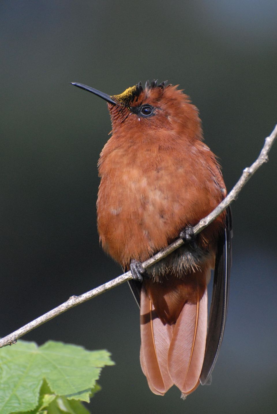 Der Juan-Fernandez-Kolibri ist stark gefährdet
