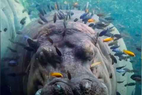 Nilpferd: Flusspferd gönnt sich Fisch-Spa