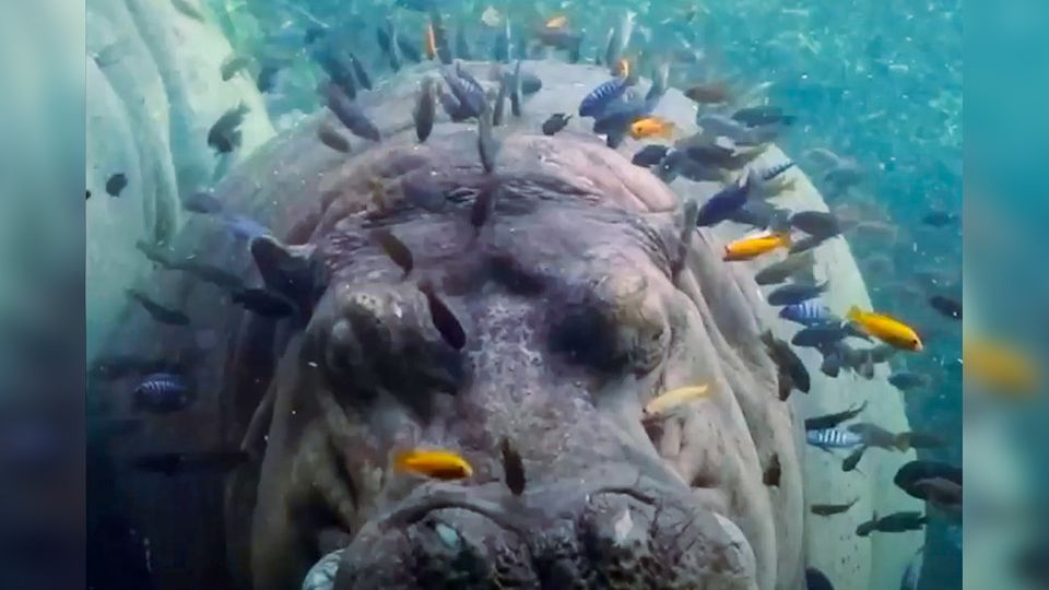 Nilpferd: Flusspferd gönnt sich Fisch-Spa