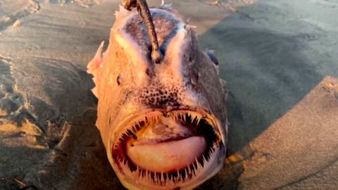 Ein kugelförmiger Fisch mit einer "Laterne" über dem Kopf und scharfen Zähnen
