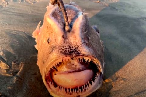 Ein kugelförmiger Fisch mit einer "Laterne" über dem Kopf und scharfen Zähnen