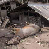 Auch Tiere verloren bei der Katastrophe ihr Leben – wie dieses Rind