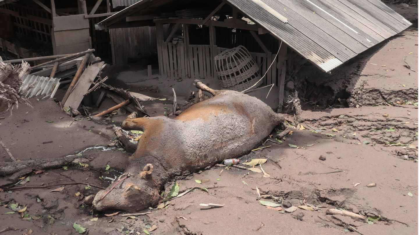 Auch Tiere verloren bei der Katastrophe ihr Leben – wie dieses Rind
