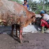 Diese Kuh hatte mehr Glück: Sie erlitt zwar schwere Verbrennungen an Beinen und Bauch, kam aber mit dem Leben davon