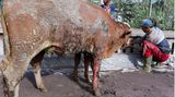 Diese Kuh hatte mehr Glück: Sie erlitt zwar schwere Verbrennungen an Beinen und Bauch, kam aber mit dem Leben davon
