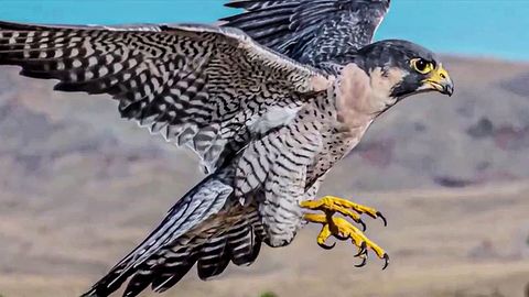 Eine Drohne mit Krallen eines Adlers greift nach einem Ast