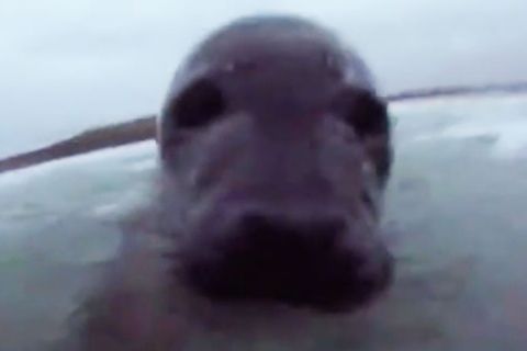 Eine Robbe spielt mit einem Surfer im Wasser.