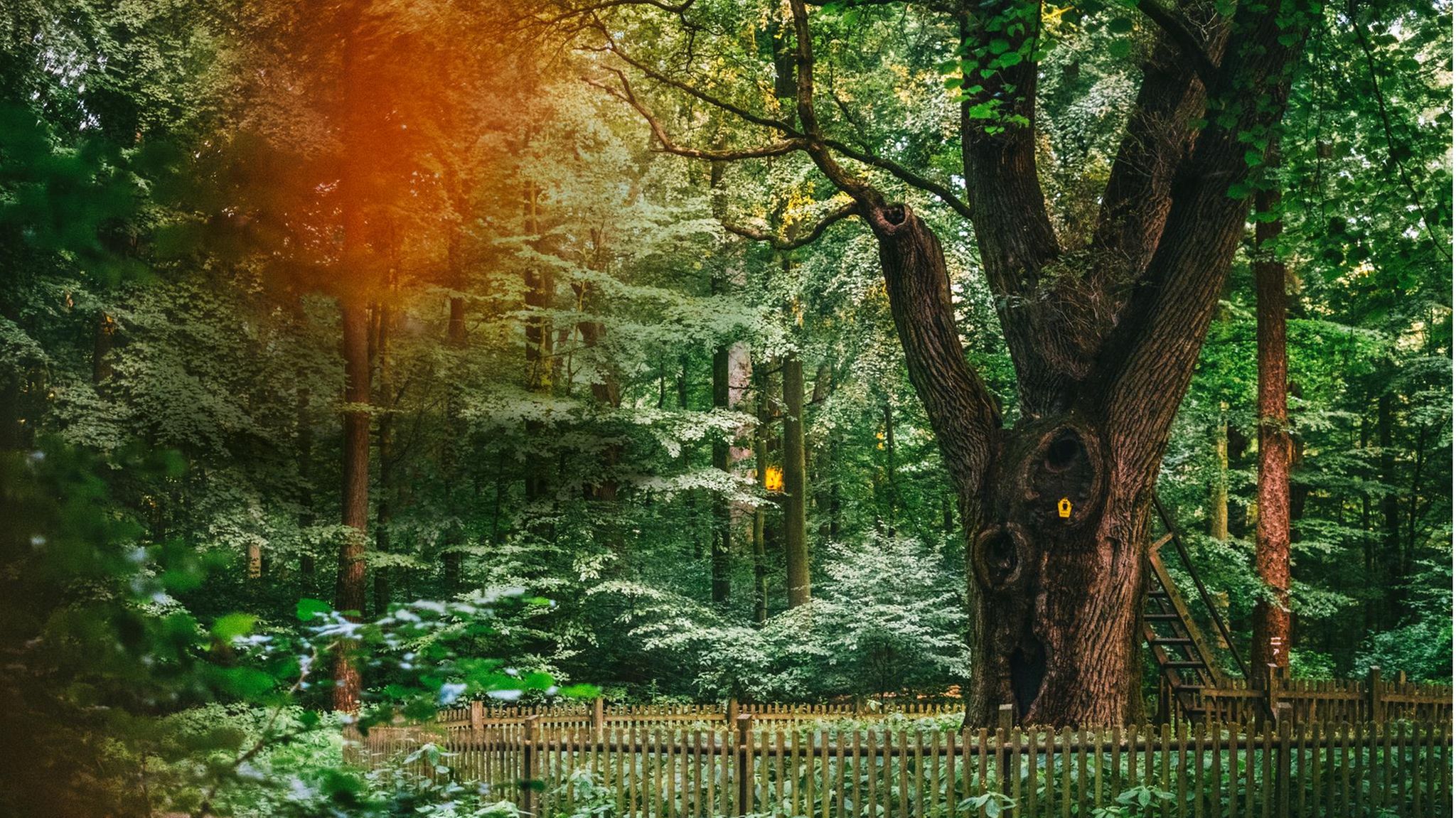 Eine große alte Eiche in einem grünen Wald