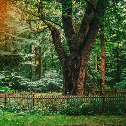 Eine große alte Eiche in einem grünen Wald