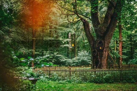 Eine große alte Eiche in einem grünen Wald
