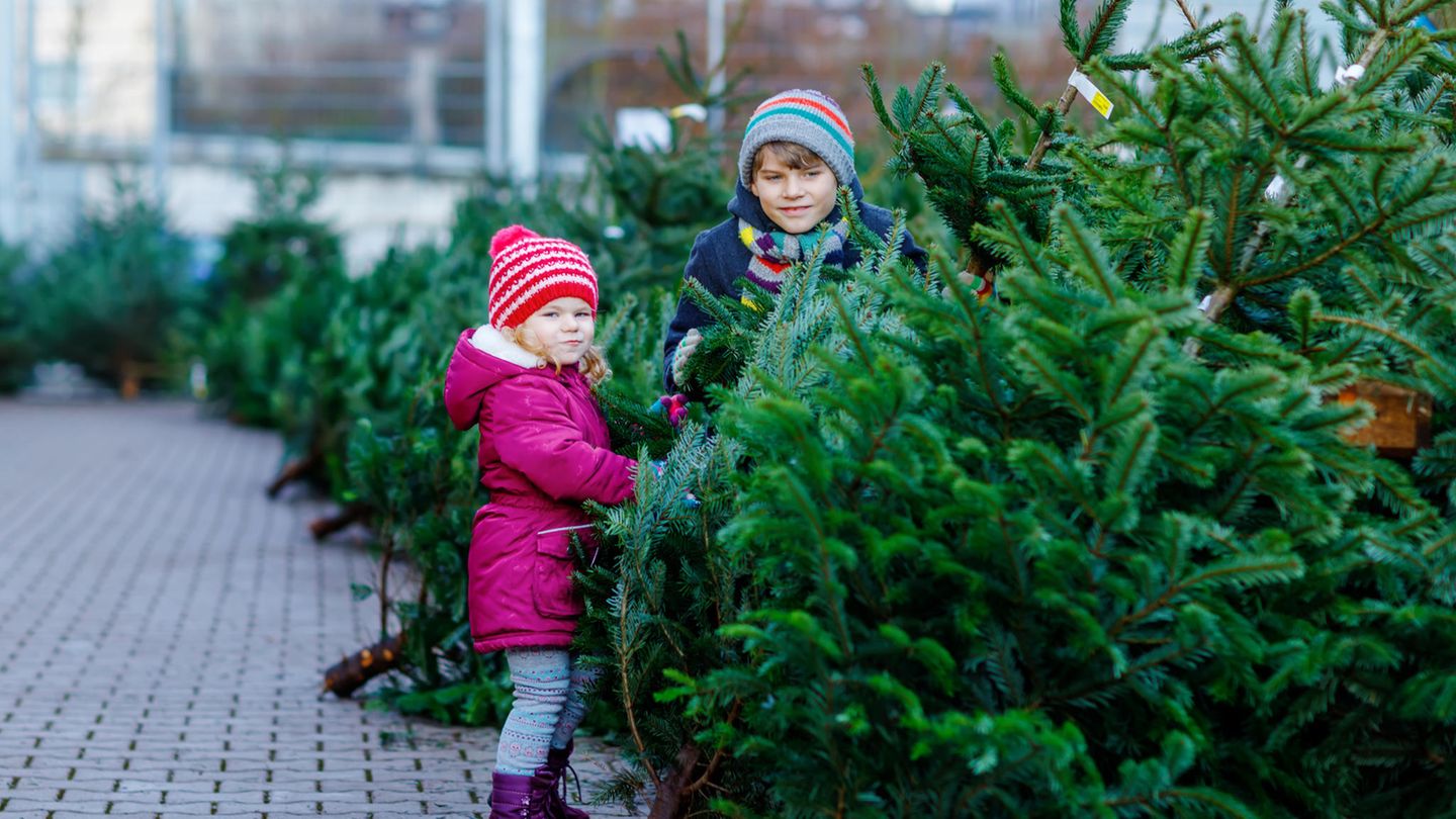 Why Christmas trees are greener this year than in previous years