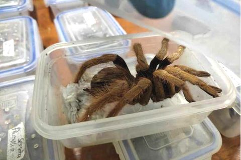 Spinne: Tarantel