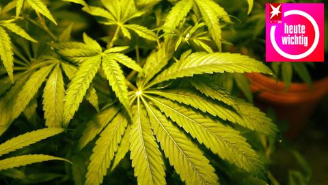 Die Ampel-Koalition will Marihuana legalisieren