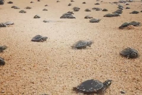 Video: Eine Million Schildkröten ausgewildert