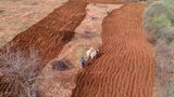 Ein Bauer hat zwei Kühe vor seinen Pflug gespannt und bestellt sein Feld