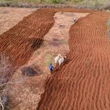 Ein Bauer hat zwei Kühe vor seinen Pflug gespannt und bestellt sein Feld