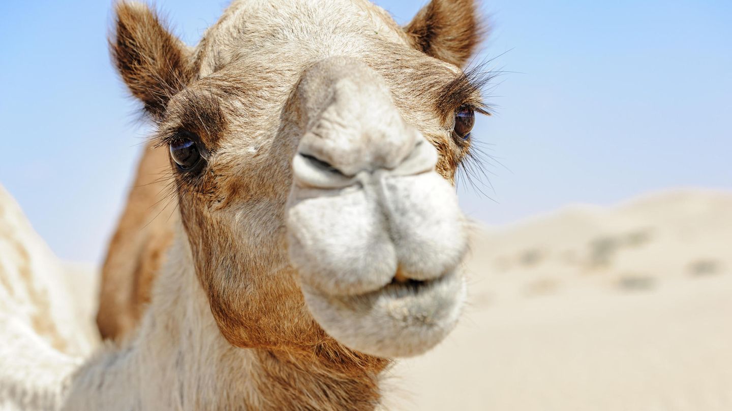 Ein Kamel auf der arabischen Halbinsel (Archivbild)