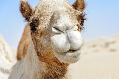 Ein Kamel auf der arabischen Halbinsel (Archivbild)