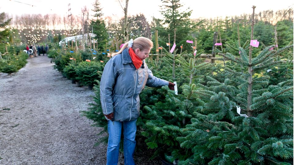 Weihnachtsbaum kaufen