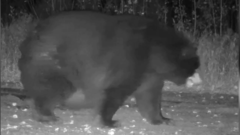 Vollgefressen und bereit für den Winterschlaf: Sehr dicker Bär wird von Wildkameras aufgenommen.