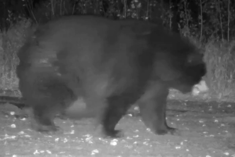Vollgefressen und bereit für den Winterschlaf: Sehr dicker Bär wird von Wildkameras aufgenommen.