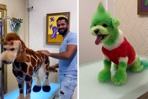 Giraffe, Grinch & Panda: Friseur verwandelt Hunde und sorgt für ordentlich Wirbel.