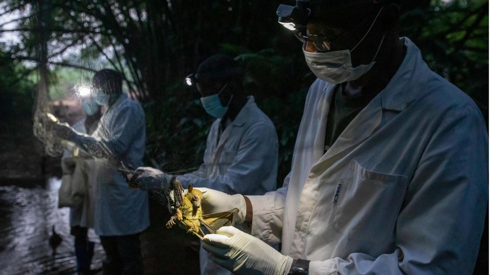 Ein Forschungsteam aus der Hauptstadt Yaoundé ist in die Wälder Kameruns gereist, um unbekannte Krankheitserreger zu identifizieren. Hier untersuchen die Männer Fledermäuse