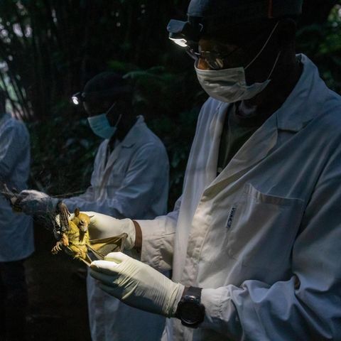 Ein Forschungsteam aus der Hauptstadt Yaoundé ist in die Wälder Kameruns gereist, um unbekannte Krankheitserreger zu identifizieren. Hier untersuchen die Männer Fledermäuse
