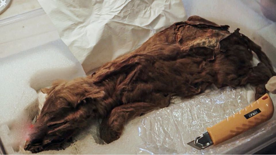 Sensationeller Fund: Mumifizierte Babywolf wirkt fast lebendig