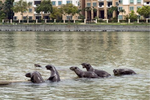 Eine Gruppe von Ottern in Singapur