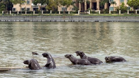 Eine Gruppe von Ottern in Singapur