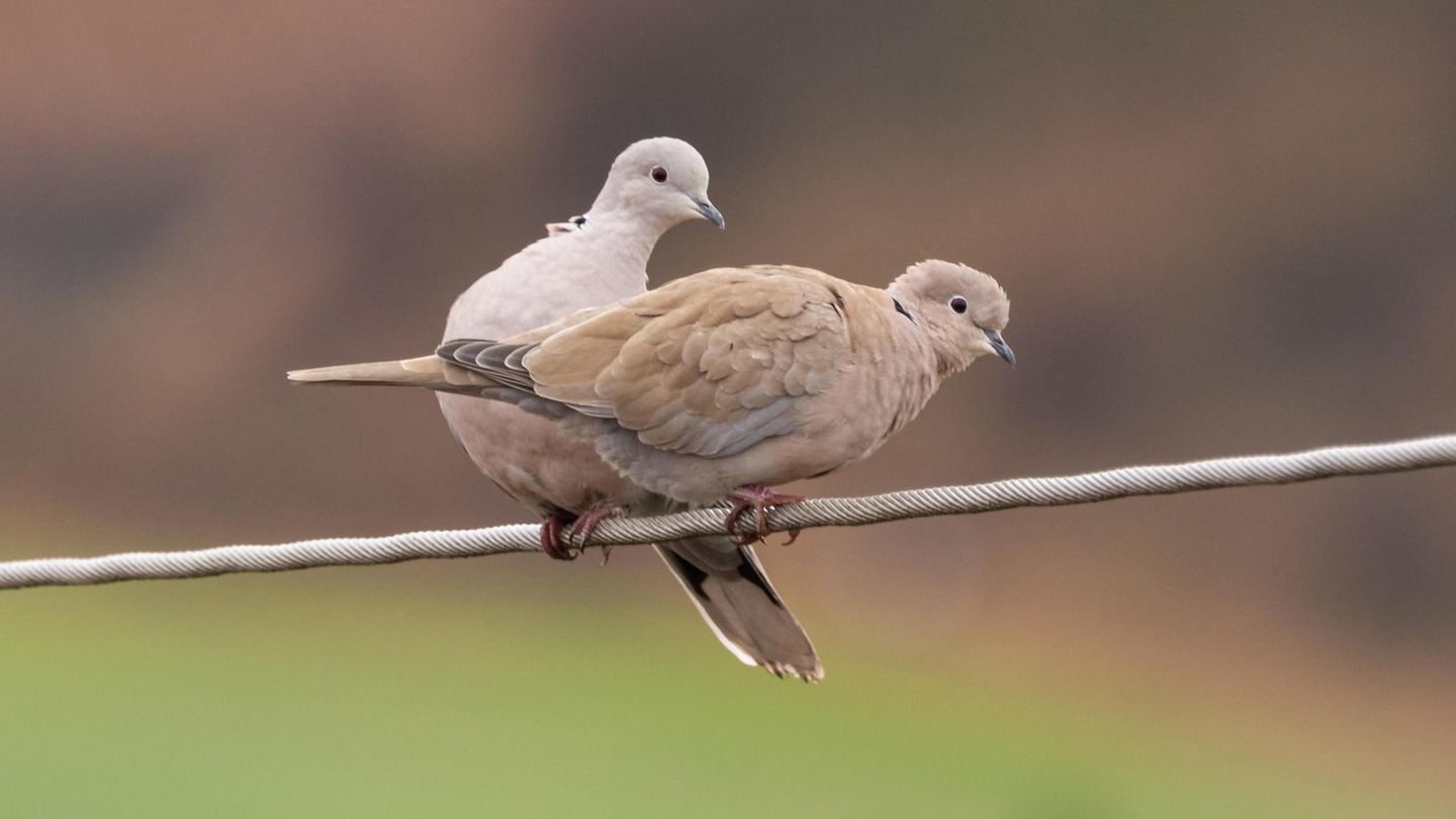 Vögel sitzen auf einer Stromleitung.