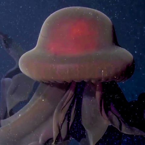 Gigantische Qualle in der Tiefsee