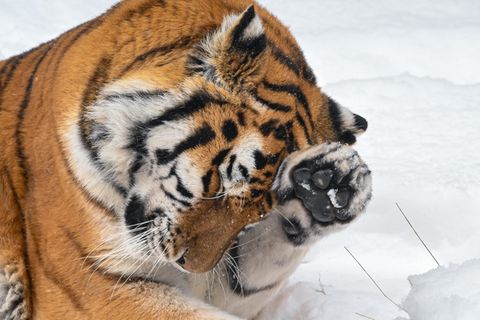 Ein Amur-Tiger im Schnee