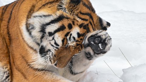 Ein Amur-Tiger im Schnee