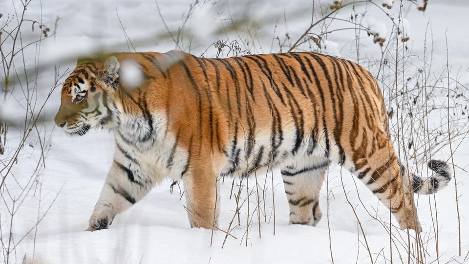 Amur-Tiger Russland Schnee Ein Amur-Tiger im Schnee