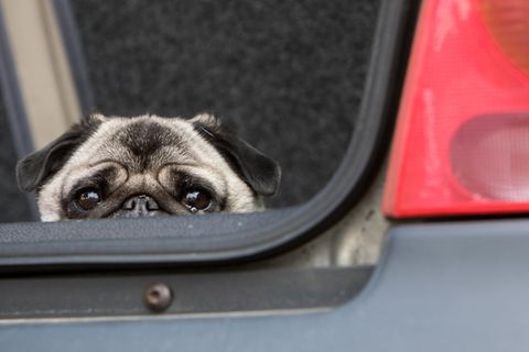Ein Mops sitzt in einem Auto