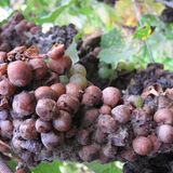 Weinsprache Edelfäule