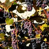 Weinsprache: Halbtrocken und trocken