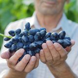 Weinsprache: Kabinett