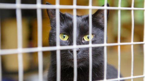 Eine schwarte Katze blickt durch das Gitter eines Käfigs