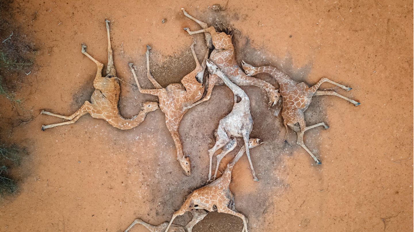 Sechs tote Giraffen im Sabuli wildlife conservancy in Kenia. Ihr Tod ist eine Folge der Dürrekatastrophe im Land.