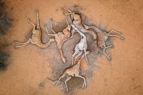 Sechs tote Giraffen im Sabuli wildlife conservancy in Kenia. Ihr Tod ist eine Folge der Dürrekatastrophe im Land.